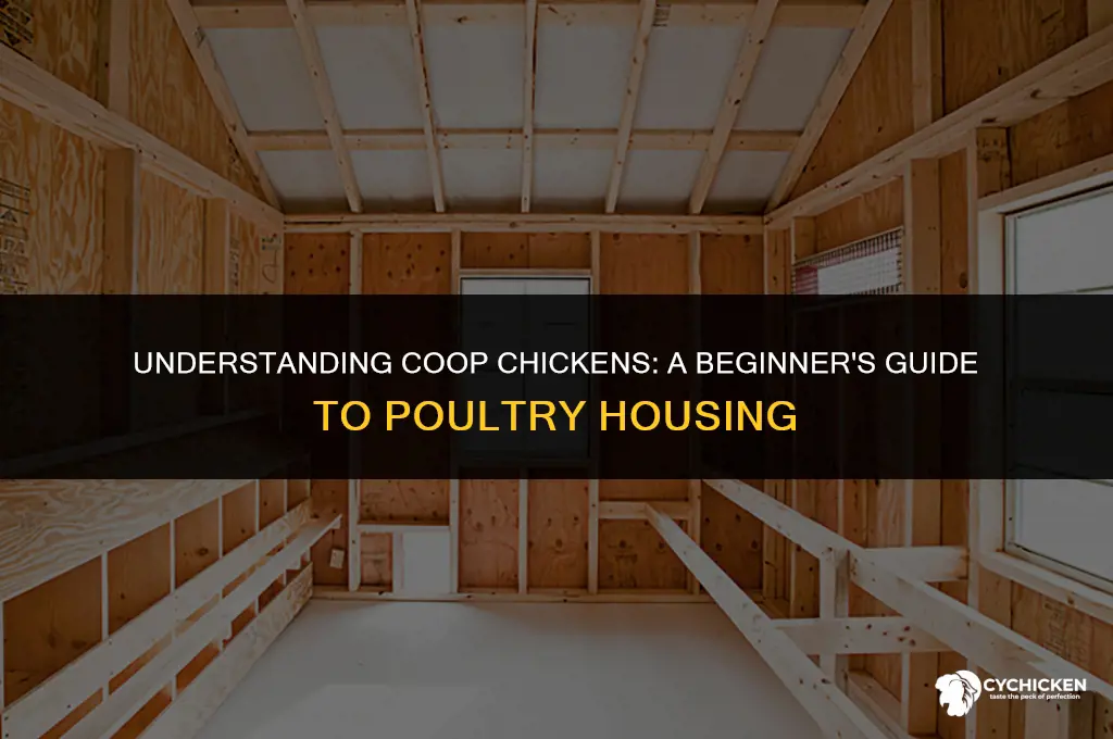 what is a coop chicken