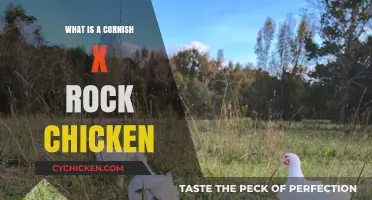 Discover the Cornish X Rock Chicken: A Hybrid Poultry Guide