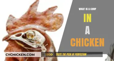 Understanding the Corp: A Chicken's Unique Anatomical Feature Explained