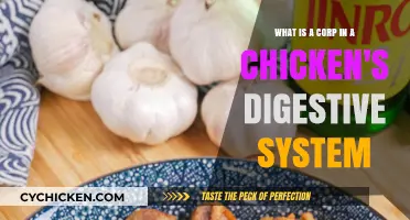 Corp's Role in Chicken Digestion: Understanding the Process