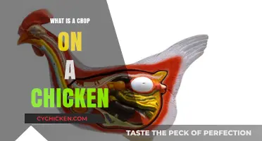 Understanding Chicken Anatomy: What is a Crop and Its Function?