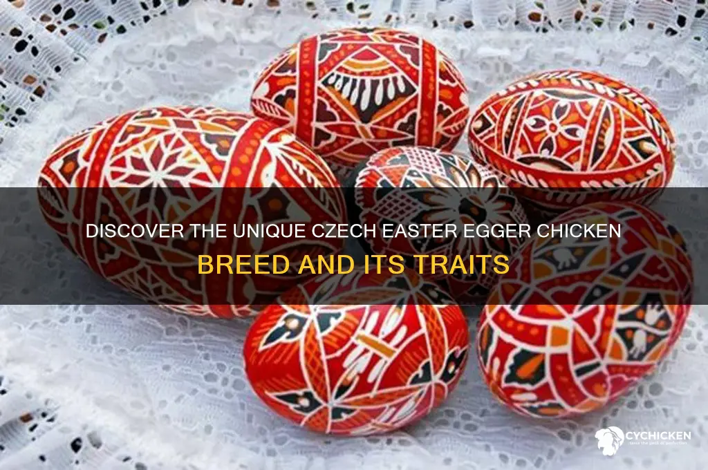 what is a czech easter egger chicken