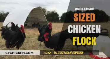 Choosing the Right Chicken Flock Size for Your Backyard Farm