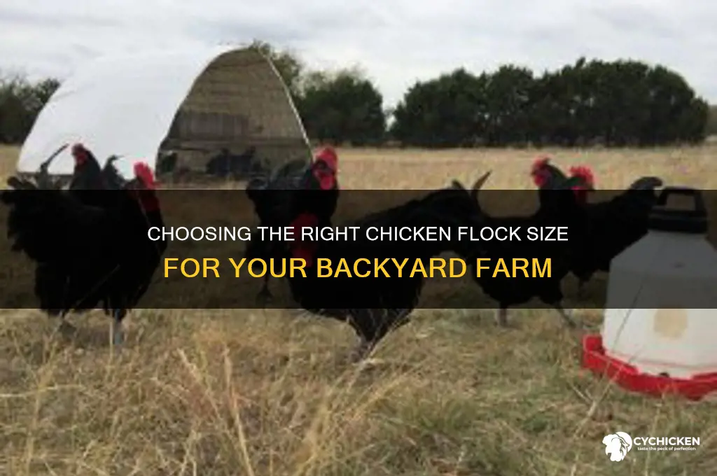 what is a decent sized chicken flock