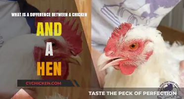 Chicken vs Hen: What's the Difference?