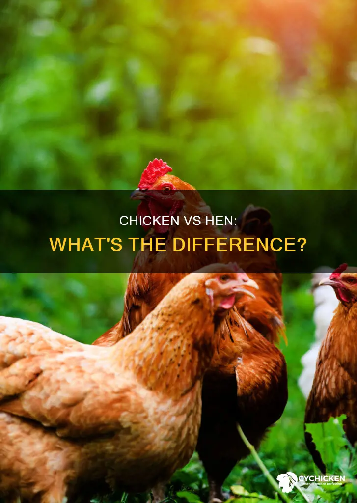 what is a difference between a chicken and a hen