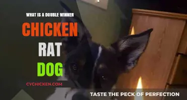 Double Winner Chicken Rat Dog: Unveiling the Unique Hybrid Pet