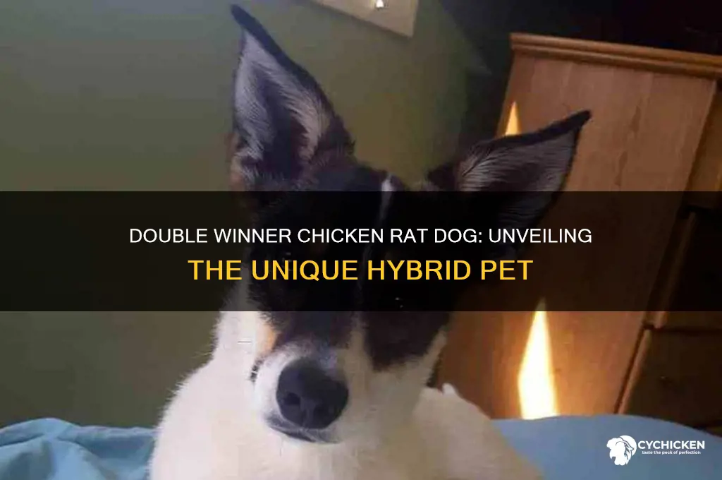 what is a double winner chicken rat dog