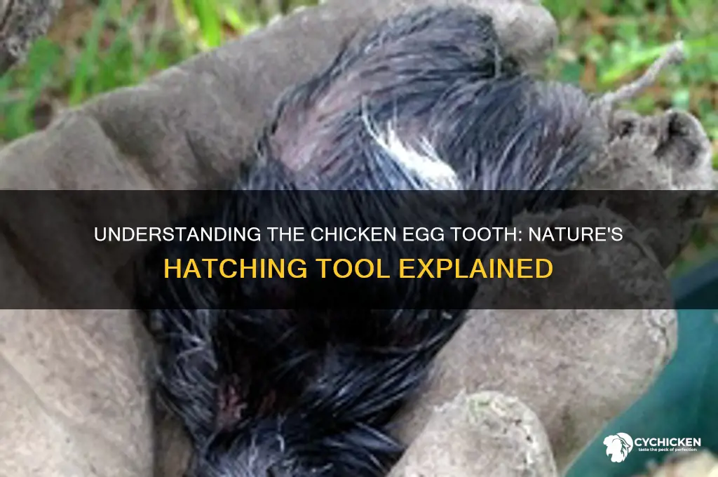 what is a eggtooth on a chicken