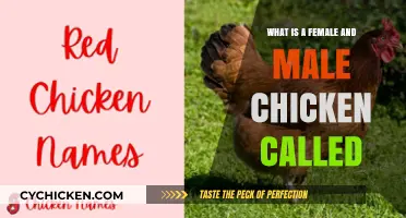 Understanding Poultry Basics: Female and Male Chicken Names Explained