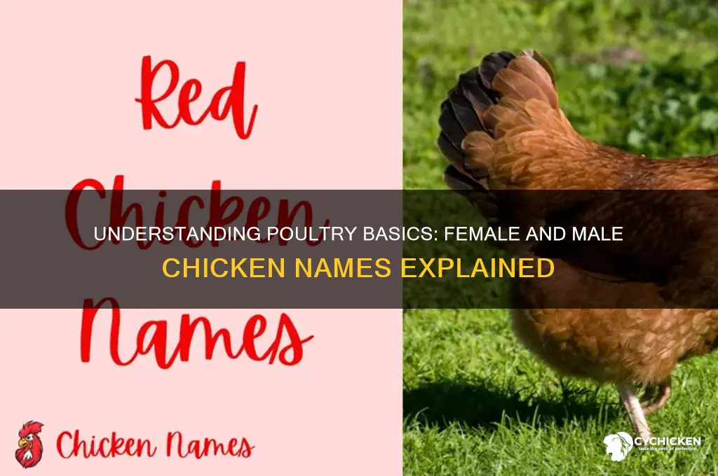 what is a female and male chicken called