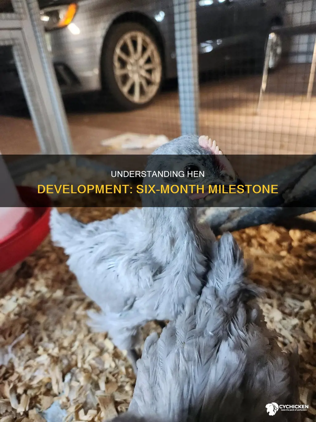 what is a female chicken called at 6 months