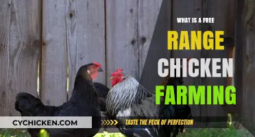 Understanding Free Range Chicken Farming: Benefits, Practices, and Sustainability