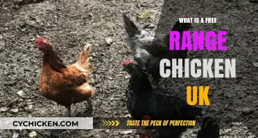 Understanding Free Range Chicken Standards and Benefits in the UK