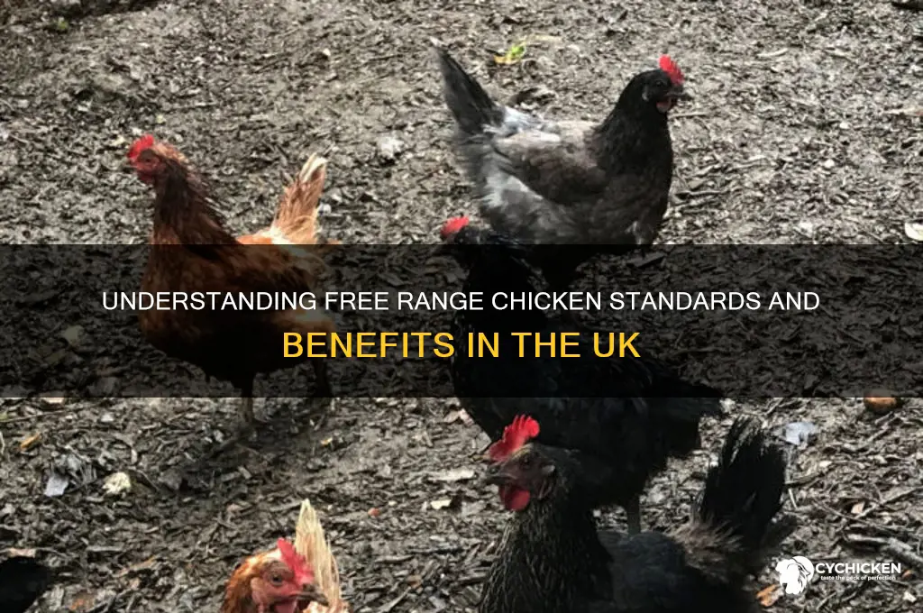 what is a free range chicken uk