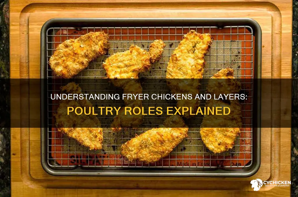 what is a fryer chicken and a layer