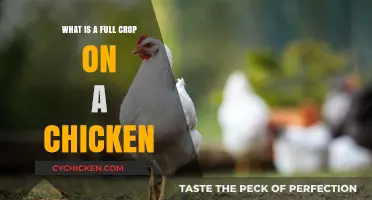 Understanding a Full Crop in Chickens: Causes and Care Tips