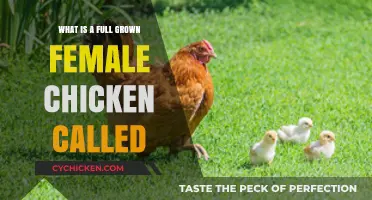 Understanding Poultry: The Proper Name for a Mature Female Chicken