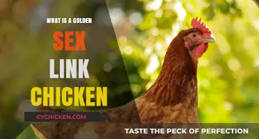 Discover the Golden Sex Link Chicken: Breed, Benefits, and Care Tips