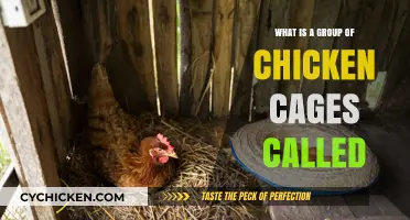 Understanding the Term for a Group of Chicken Cages in Poultry Farming