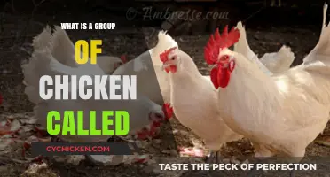 What is a Group of Chickens Called? Discover the Surprising Answer!