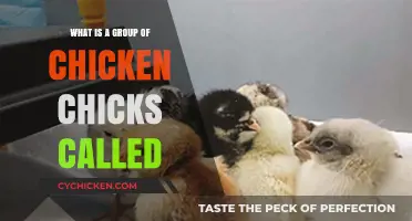 A Clucking Collective: What’s a Group of Chicken Chicks Called?
