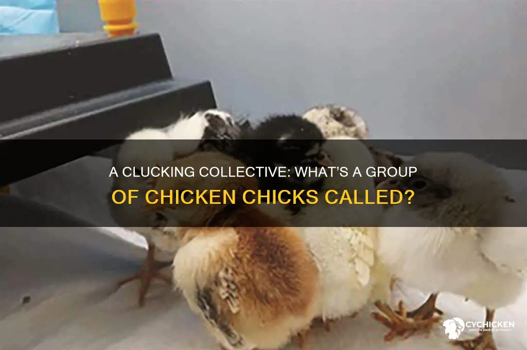 what is a group of chicken chicks called