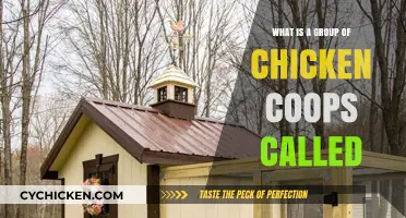 A Cluck of Coops: Exploring the World of Chicken Housing