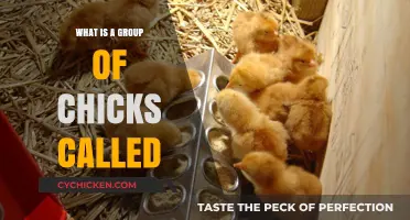 A Brood of Fluff: What’s a Group of Chicks Called?