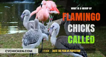 A Flock of Fluff: Discovering the Name for Flamingo Chicks