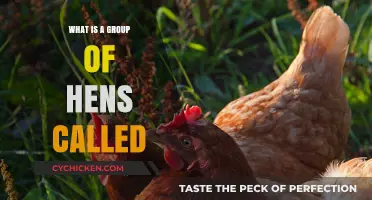 Discover the Surprising Name for a Group of Hens: A Cluck Collective