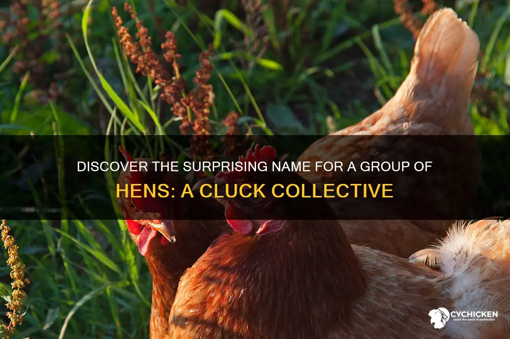 what is a group of hens called
