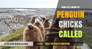 Discover the Adorable Name for a Group of Penguin Chicks