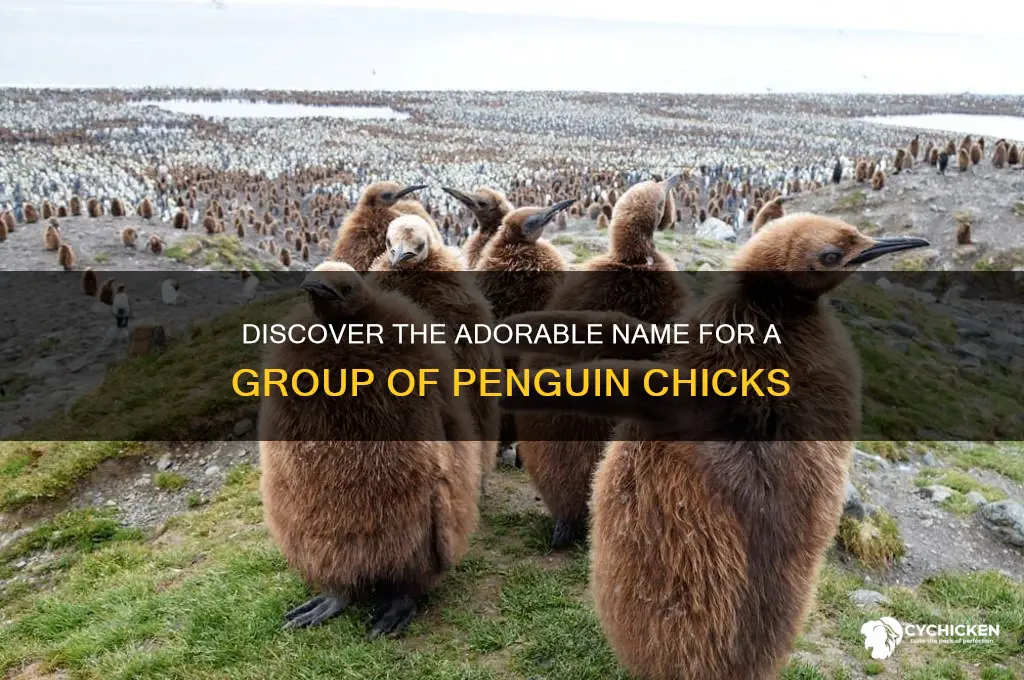 what is a group of penguin chicks called