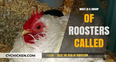 What’s a Group of Roosters Called? Uncover the Surprising Term!