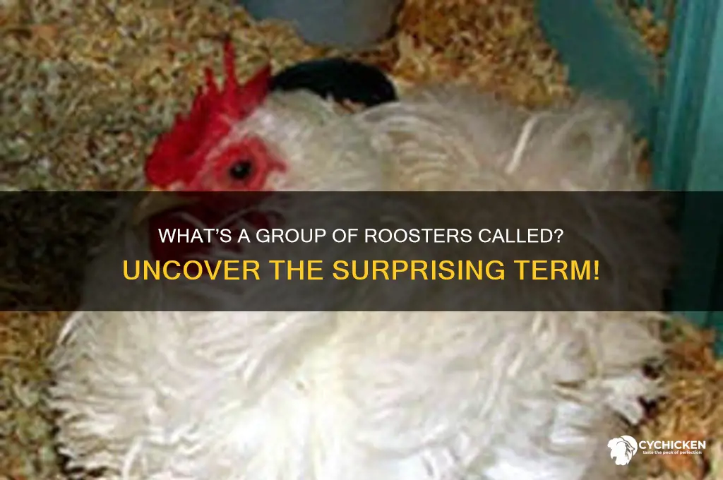 what is a group of roosters called