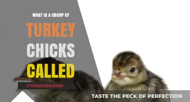 Discover the Adorable Name for a Group of Turkey Chicks
