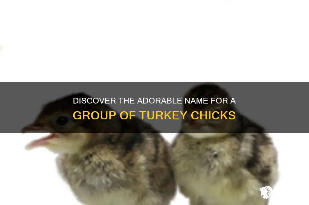 what is a group of turkey chicks called