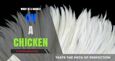 Understanding the Hackle: A Chicken's Unique Feather Feature Explained