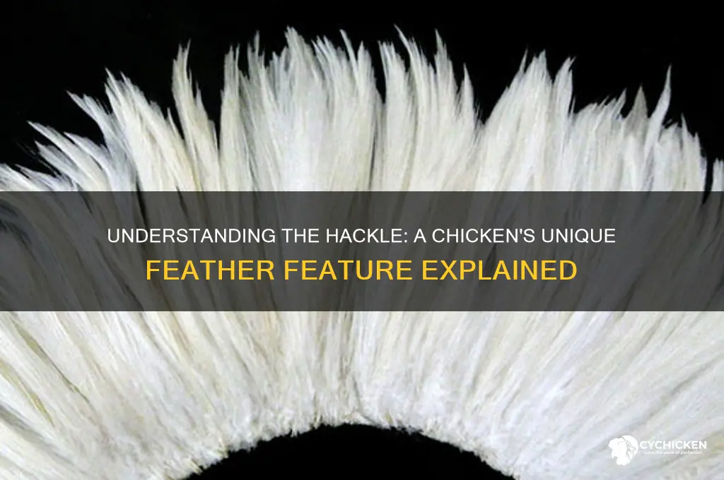 what is a hackle on a chicken