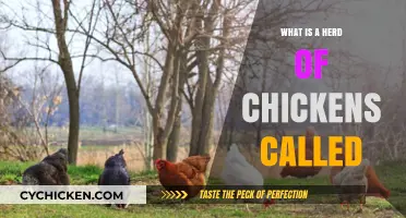 Unveiling the Surprising Name for a Group of Chickens: A Flock?