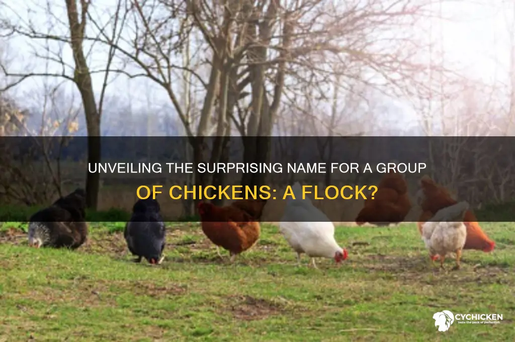 what is a herd of chickens called