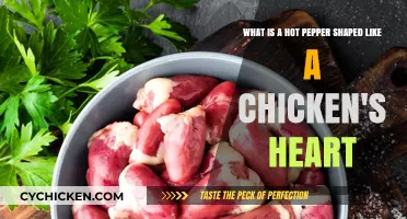 Unusual Hot Pepper: The Chicken Heart-Shaped Capsicum Explained