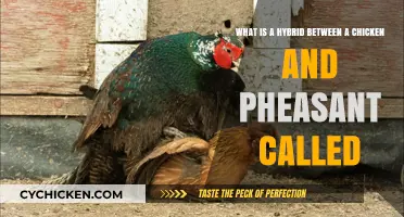 The Chicken-Pheasant Hybrid: What's in a Name?