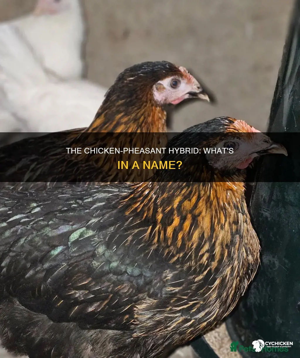 what is a hybrid between a chicken and pheasant called