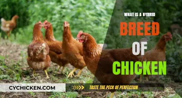 Understanding Hybrid Chicken Breeds: Benefits, Types, and Care Tips