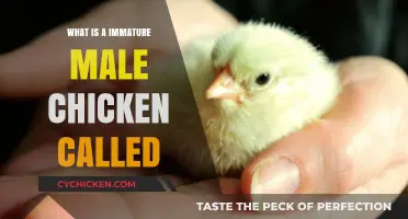 What’s a Young Male Chicken Called? Uncovering the Term