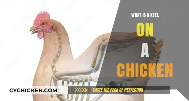 Understanding the Keel: A Chicken's Unique Anatomical Feature Explained