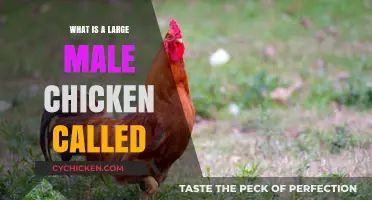 What’s a Large Male Chicken Called? Discover the Term!