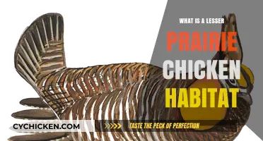 Exploring the Unique Habitat of the Lesser Prairie Chicken